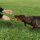 Dog Activity Long-Mot® Naturgummi,schwimmend 20cm,farbl.sortiert