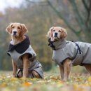 Fit4dogs active cape+
