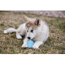 Kong Puppy