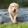 Dog Activity Fun-Mot®, Naturgummi, schwimmend